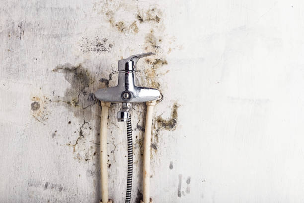 Best Affordable Mold Removal  in Kent, OH