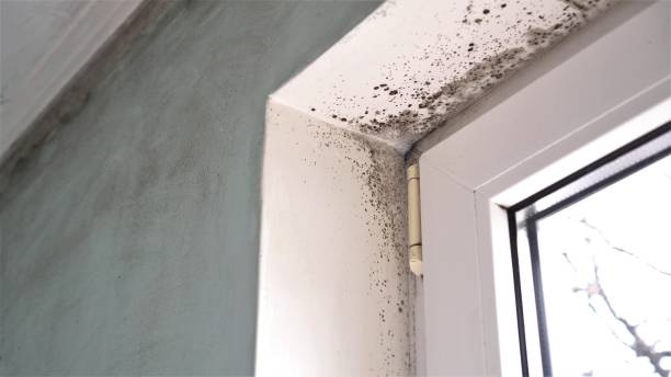 Certified Mold Removal in Kent, OH