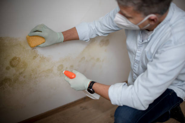 Best Emergency Mold Removal  in Kent, OH