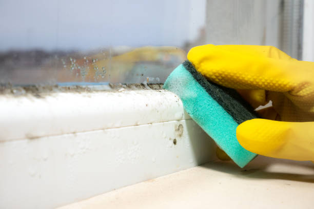 Best Attic Mold Removal  in Kent, OH