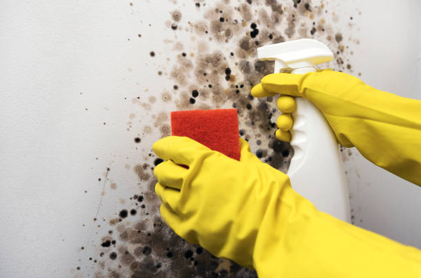 Best Black Mold Removal  in Kent, OH
