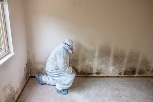 Mold Testing and Removal in Kent, OH