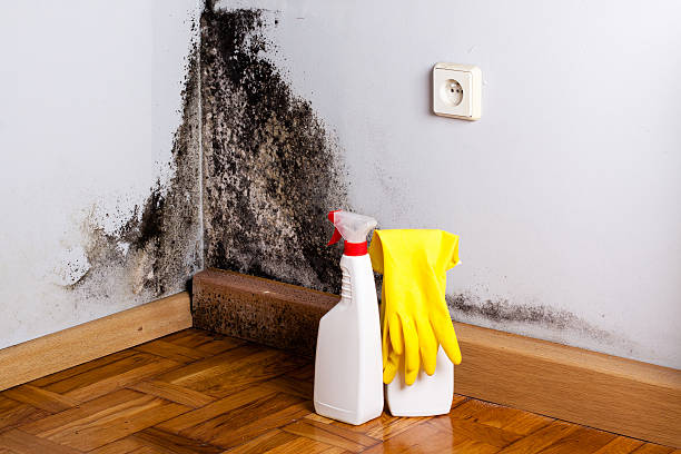 Attic Mold Removal in Kent, OH