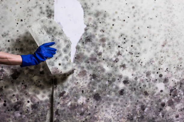 Office Mold Removal Services in Kent, OH
