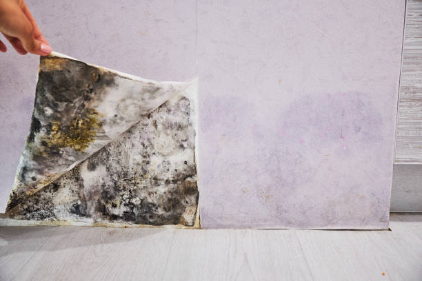 Best Mold Remediation  in Kent, OH